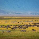 Wildebeests in Tanzania during the Great Migration