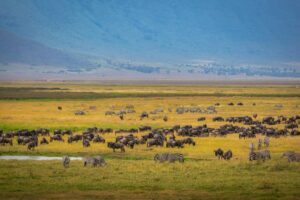 Wildebeests in Tanzania during the Great Migration