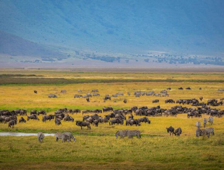 Wildebeests in Tanzania during the Great Migration
