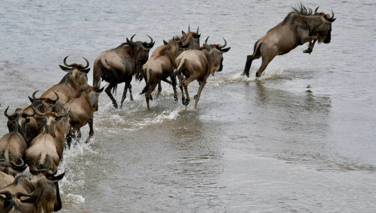 Wildebeest crossing the Mara during the Great Migration.