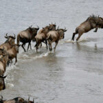 Wildebeest crossing the Mara during the Great Migration.