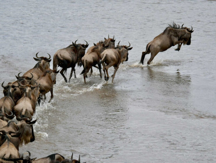 Wildebeest crossing the Mara during the Great Migration.