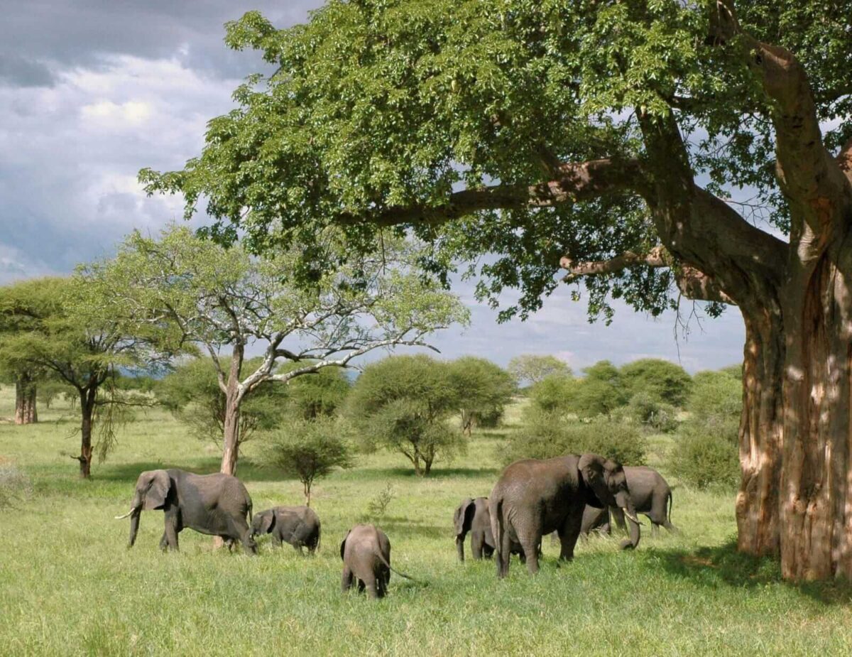 Elephants at Tarangire National Park