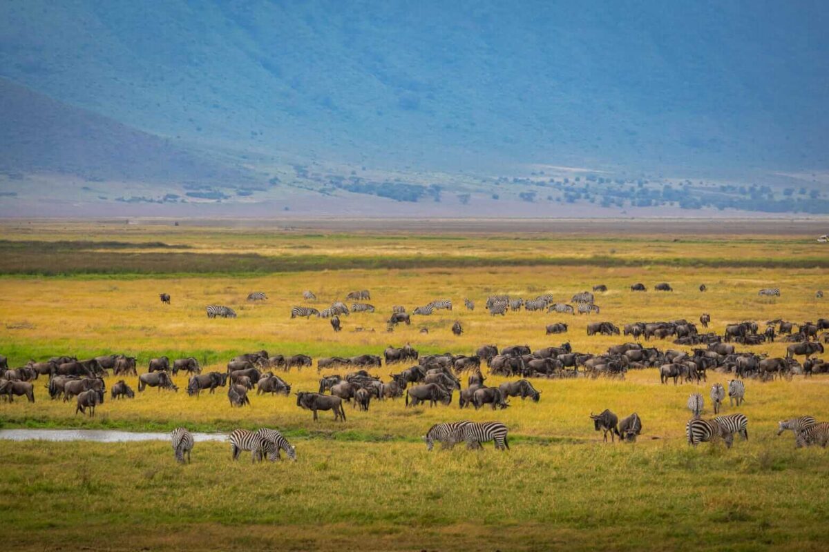 Game viewing at Ngorongoro Crater
