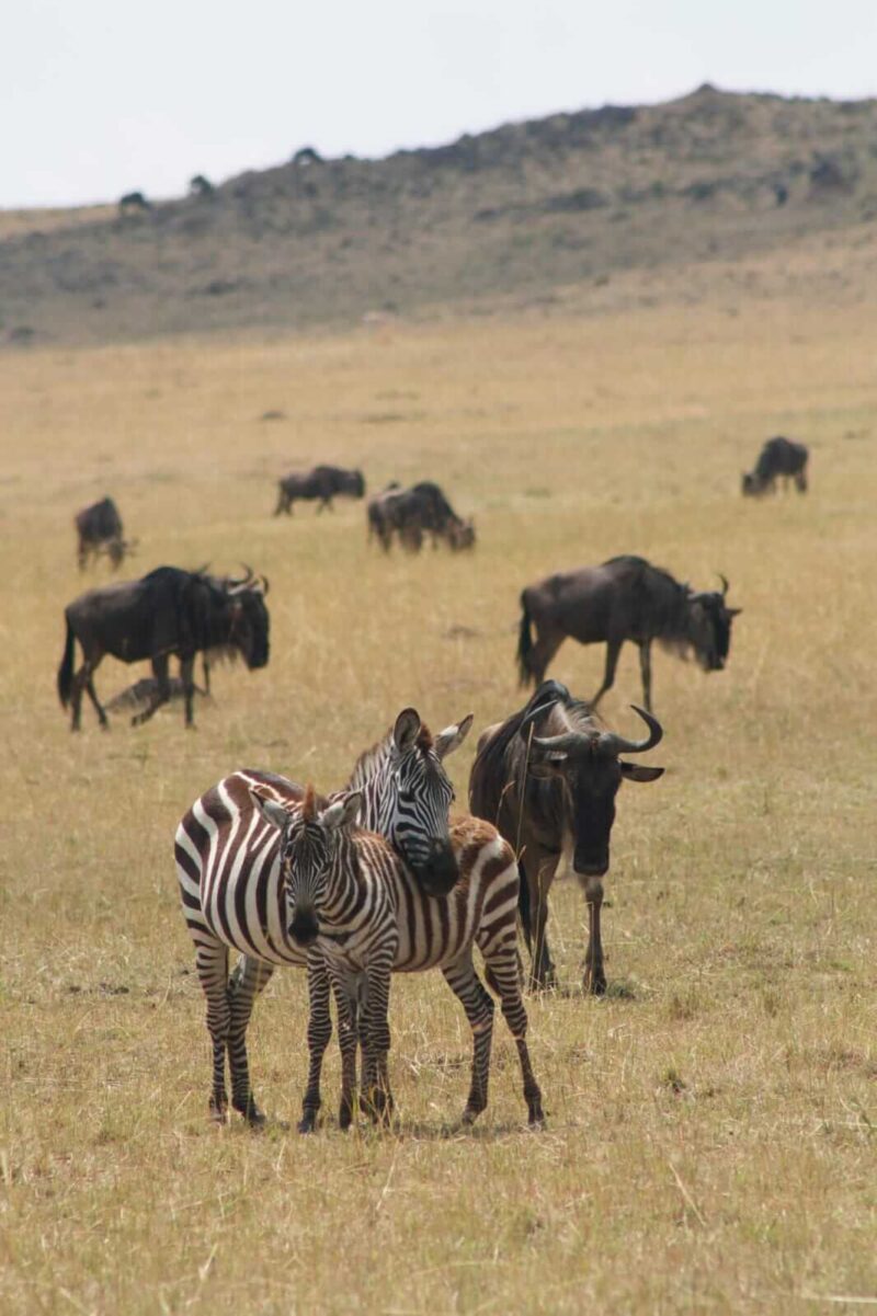 Zebras and wildebeests at Serengeti National Park