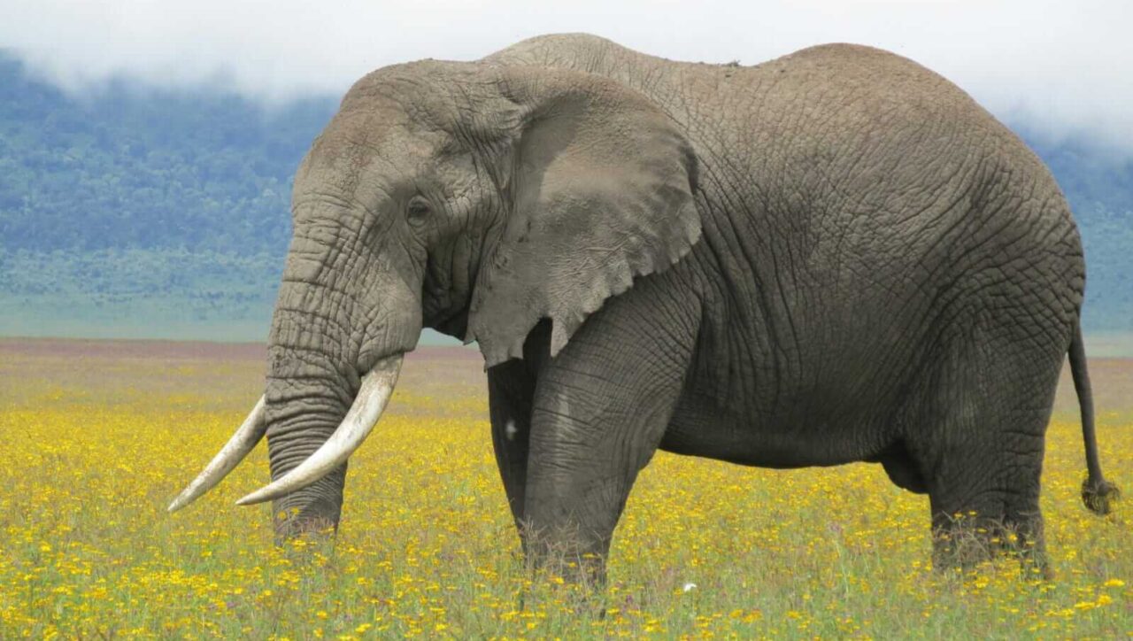 An elephant feeding at Ngorongoro Crater. One of the animals you may spot in 5 day Safari Tanzania