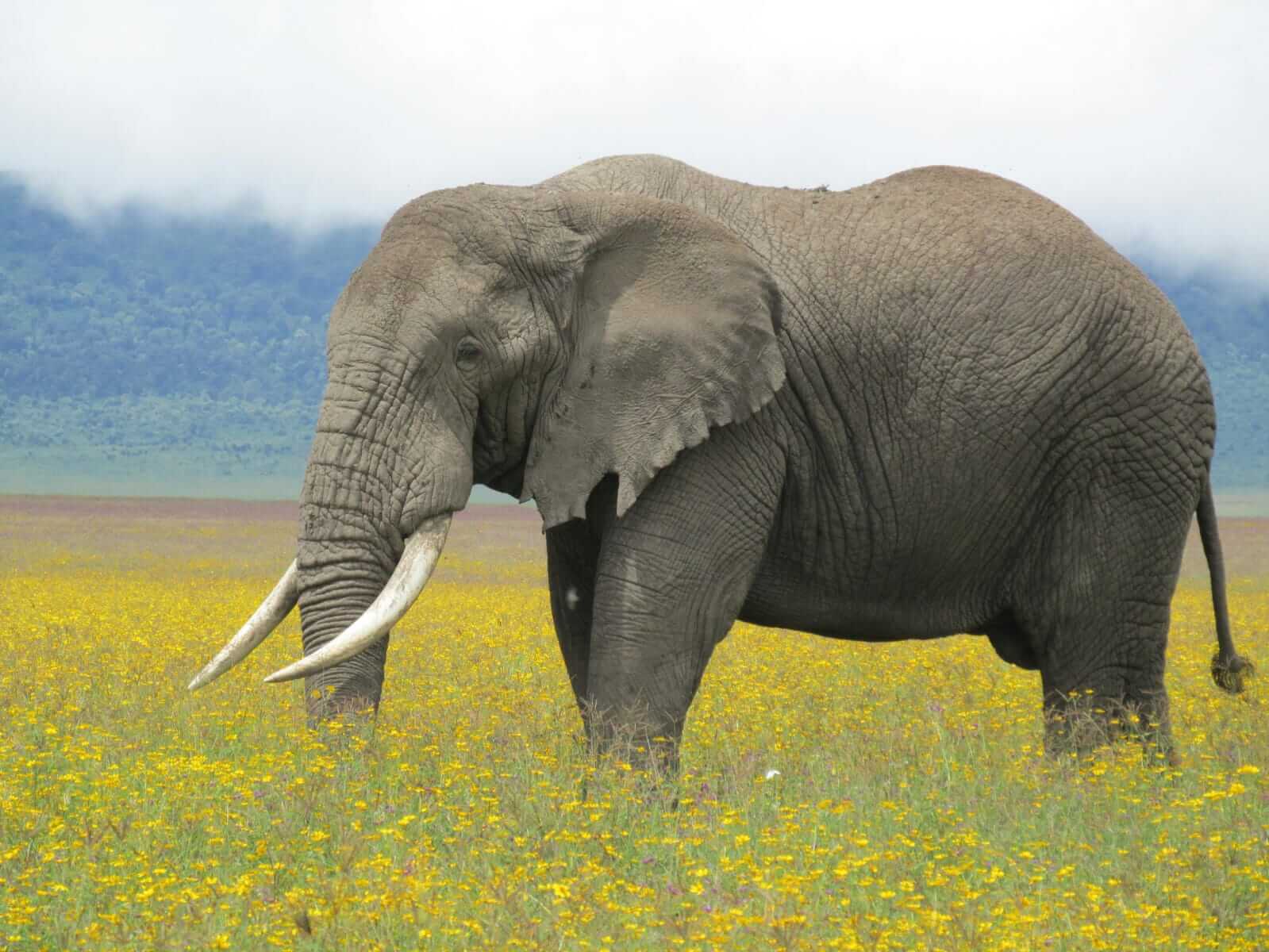 An elephant feeding at Ngorongoro Crater. One of the animals you may spot in 5 day Safari Tanzania