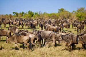 Wildebeests in Serengeti during the Great Migration 