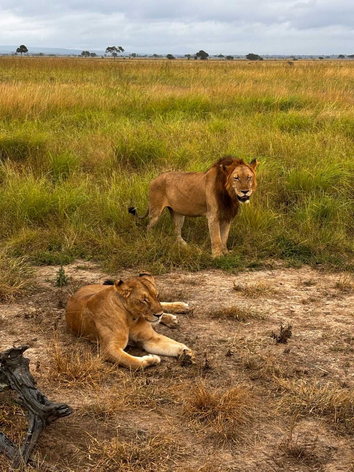 Lions at Tarangire National Park