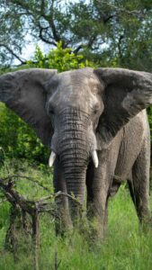 5 Days Tanzania All Inclusive Safari