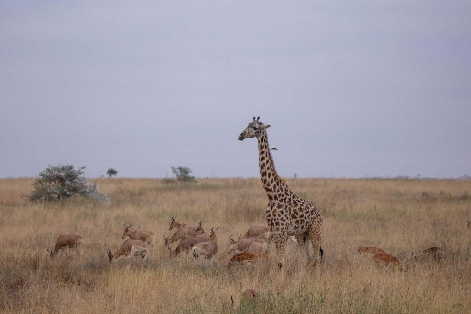 Game viewing at Serengeti National Park