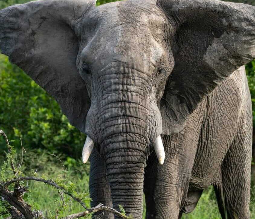 Elephant in Lake Manyara Tanzania