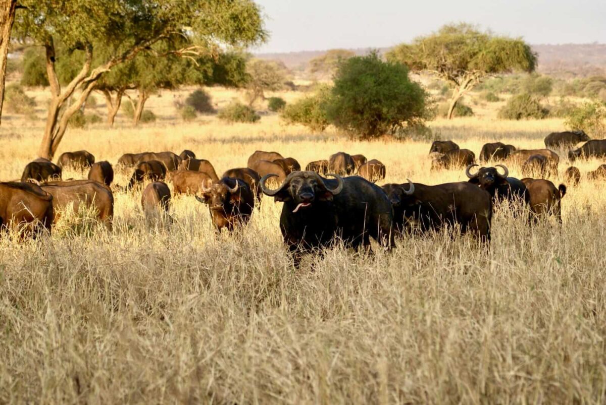 Buffaloes in Tarangire National Park
