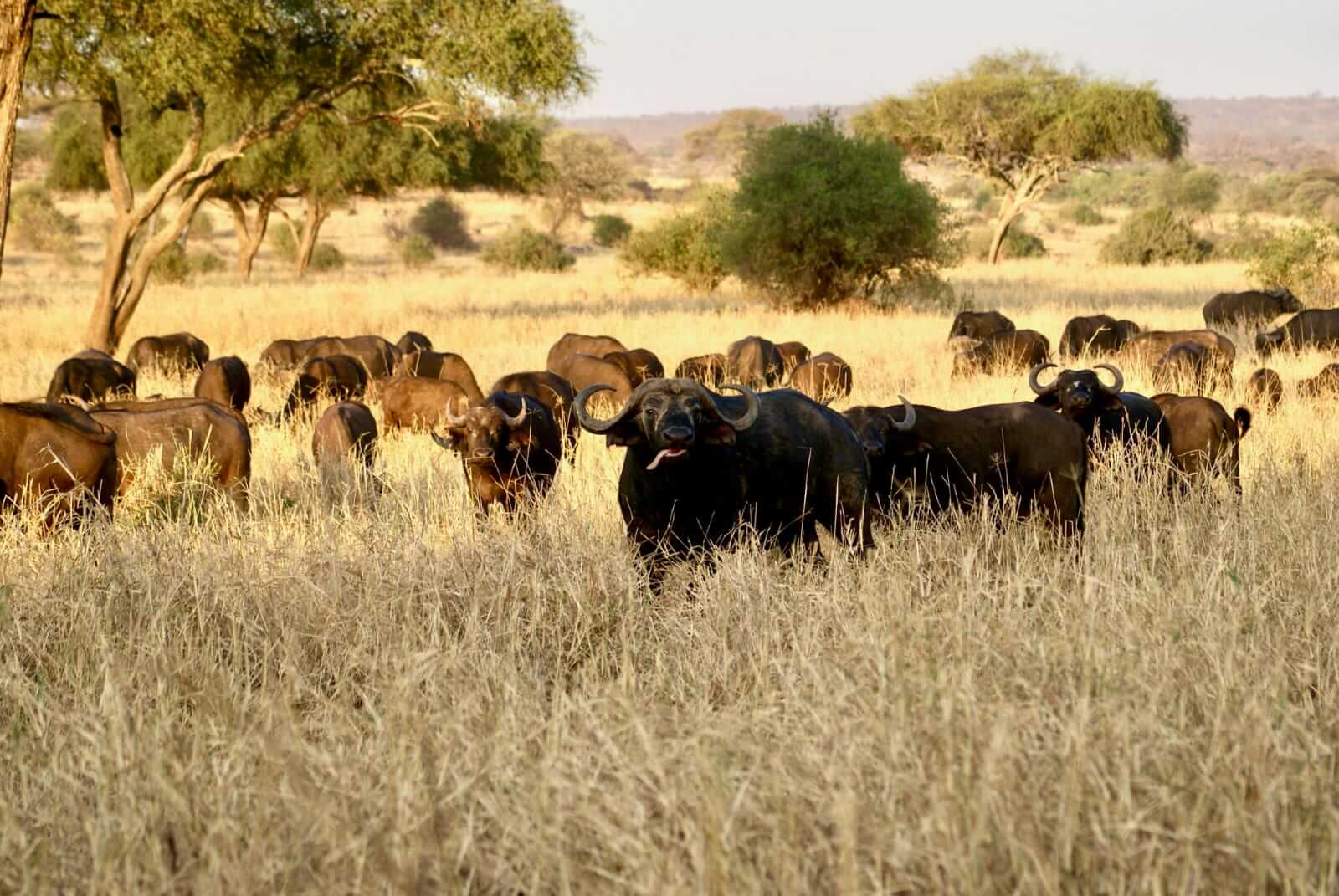 Buffaloes in Tarangire National Park