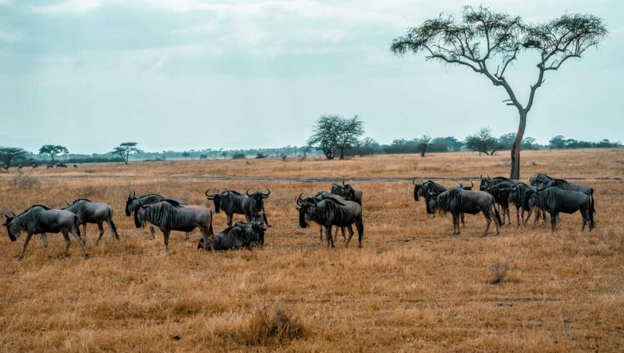 Wildebeests in Serengeti National Park