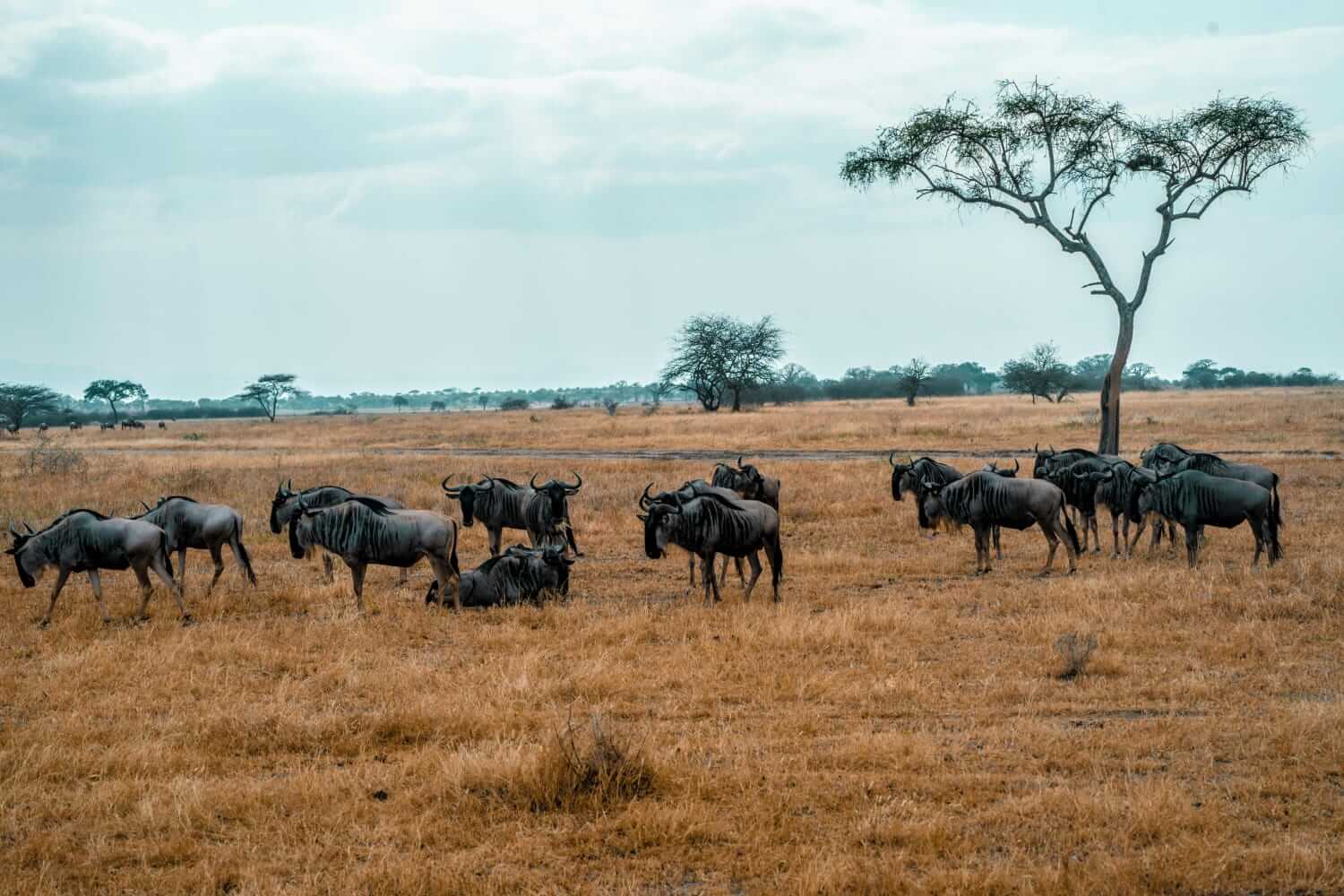 Wildebeests in Serengeti National Park