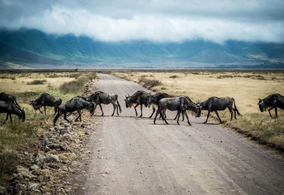 Wildebeests at Ngorongoro Crater, one of the possible sightings in Safari Ngorongoro.