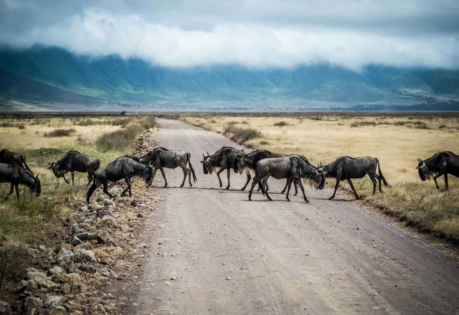 Wildebeests at Ngorongoro Crater, one of the possible sightings in Safari Ngorongoro.