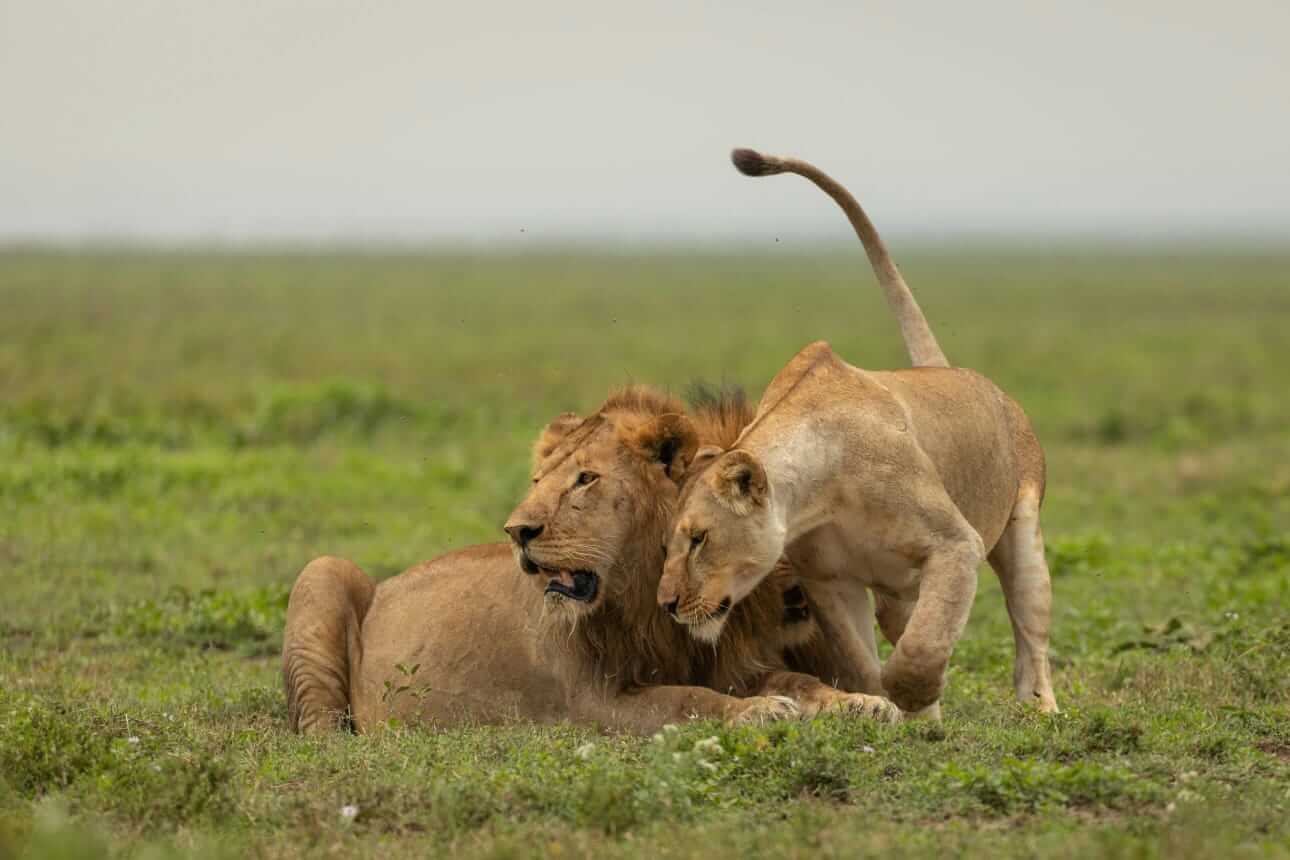 Lions at Ngorongoro Crater