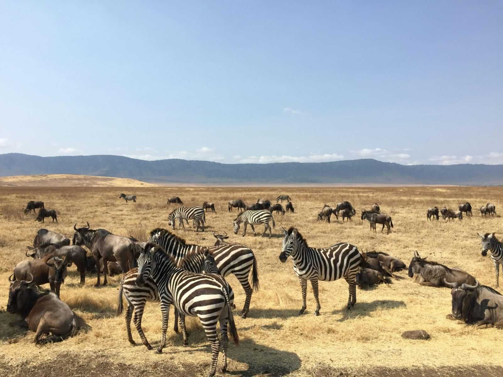 Wildebeests and Zebras at Ngorongoro Crater