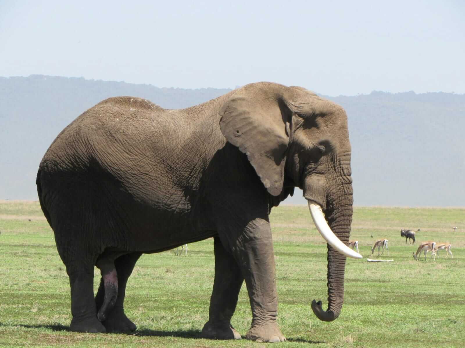 Elephant at Ngorongoro Crater
