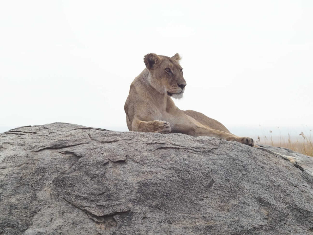 Lion in Serengeti National Park