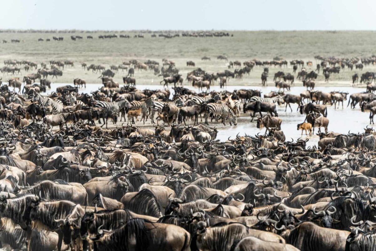 A herd of wildebeests during the Great Migration in Serengeti National Park
