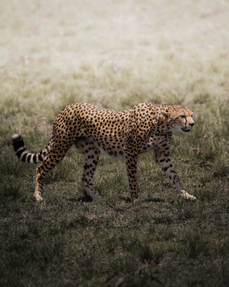 Cheetah in Serengeti National Park