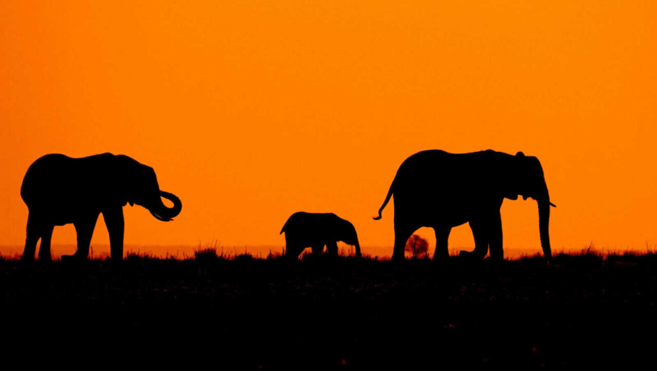 Watching elephants during sun set in Serengeti National Park