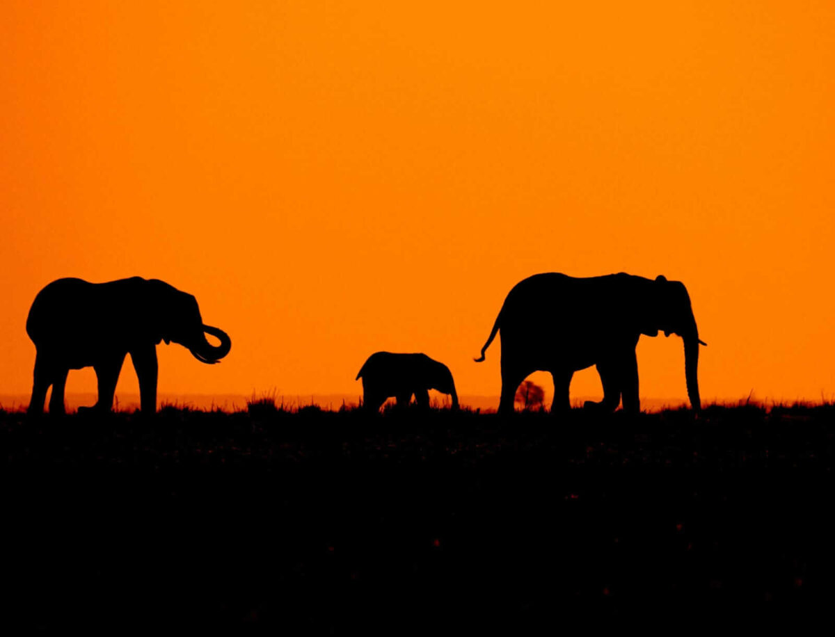 Watching elephants during sun set in Serengeti National Park