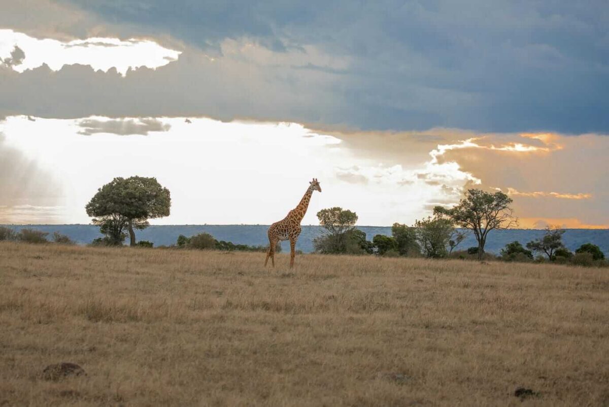 Giraffe at Serengeti National Park.