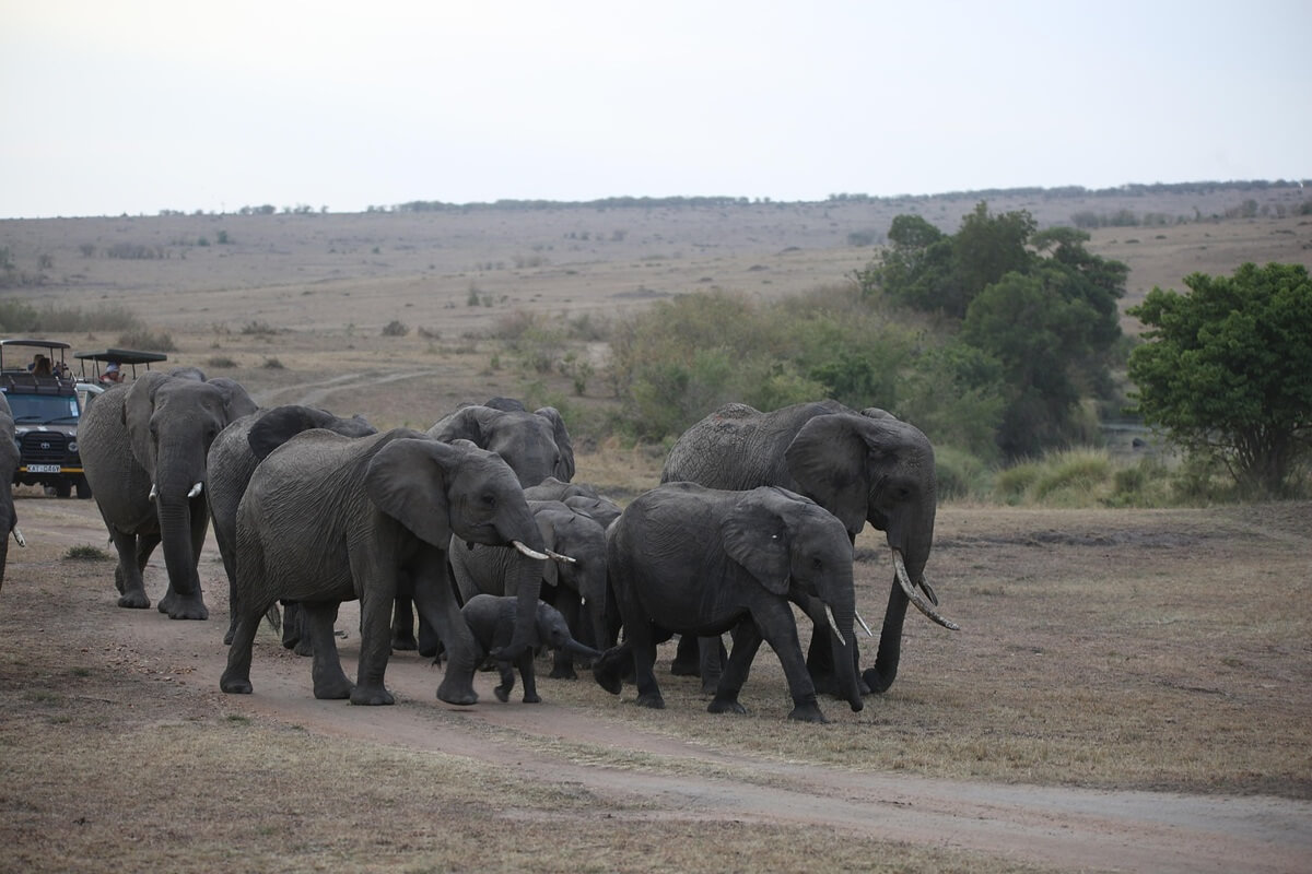 Herd of elephants at Maasai Mara National Park