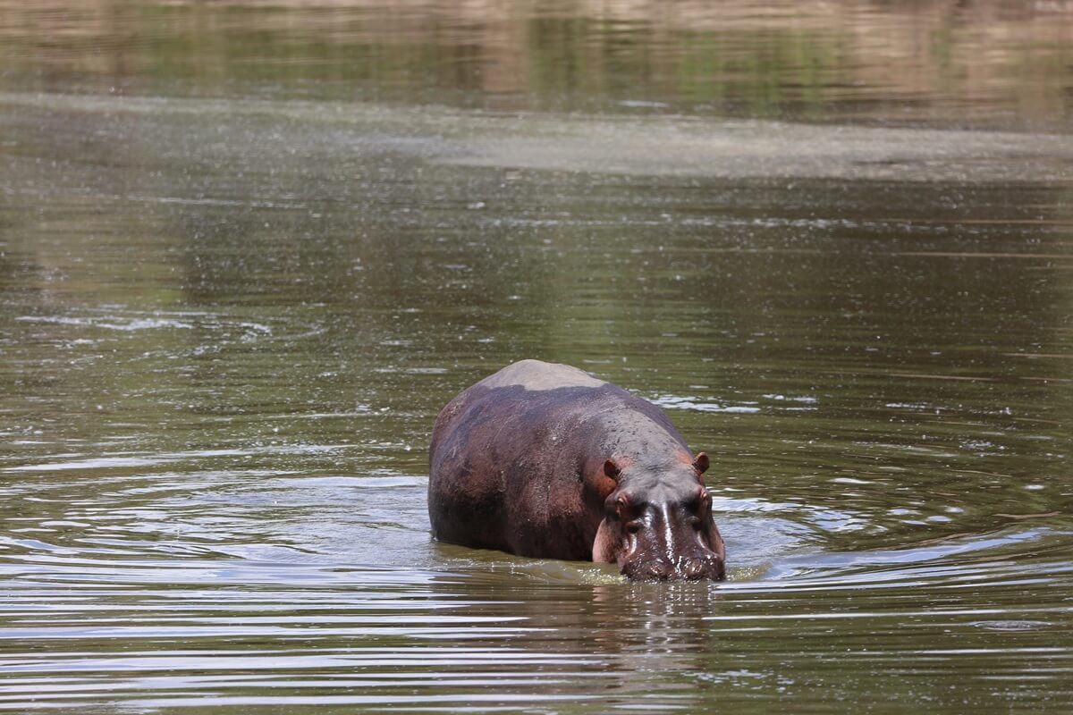 Hippo viewing at Mara River