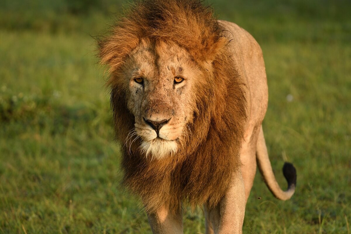 Lion at Maasai Mara National Park