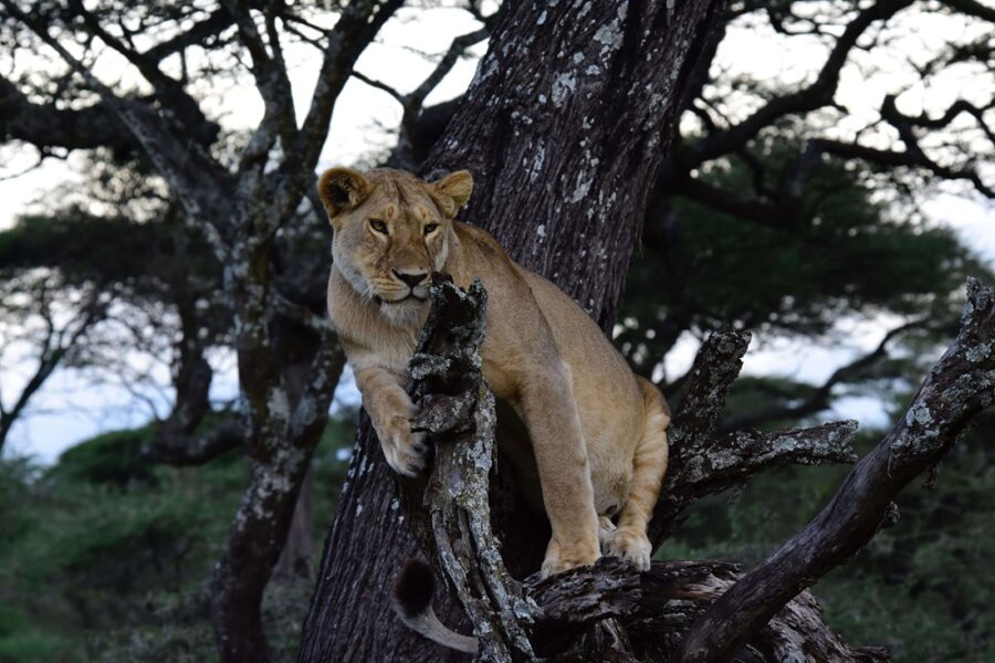 Tree climbing lion in Lake Manyara National Park African safari wildlife experience