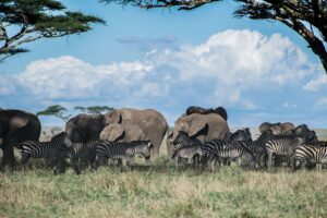 7 Days Family Safari Tanzania Trip