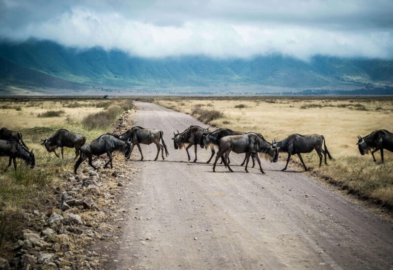 Great Migration wildebeest herd in Serengeti National Park family safari Africa experience
