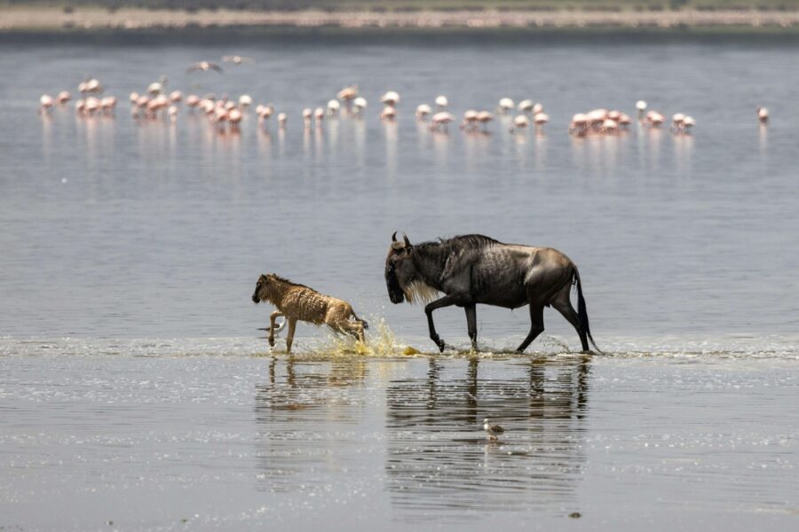 Flamingos at Lake Manyara National Park during family safari Tanzania vacation