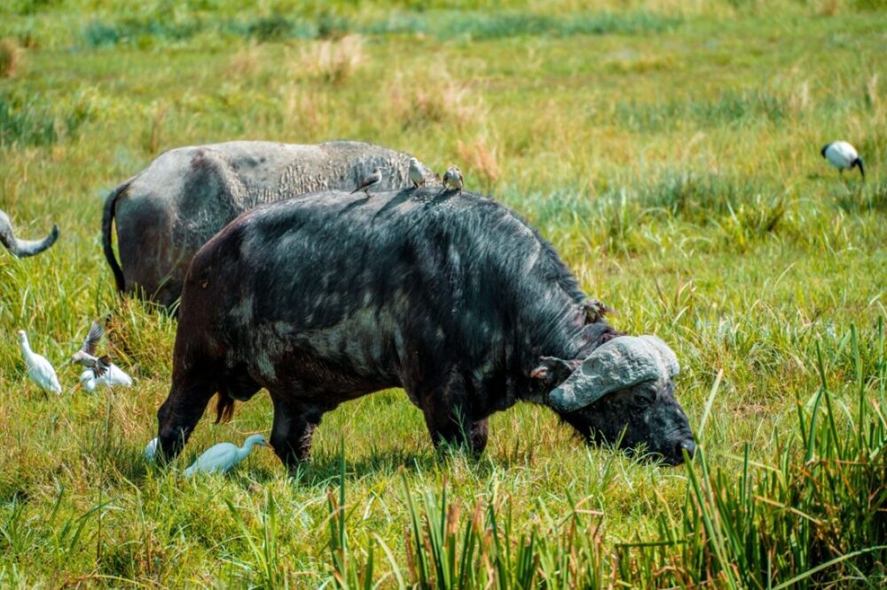 Buffaloes feeding in swampy area in Amboseli National Park