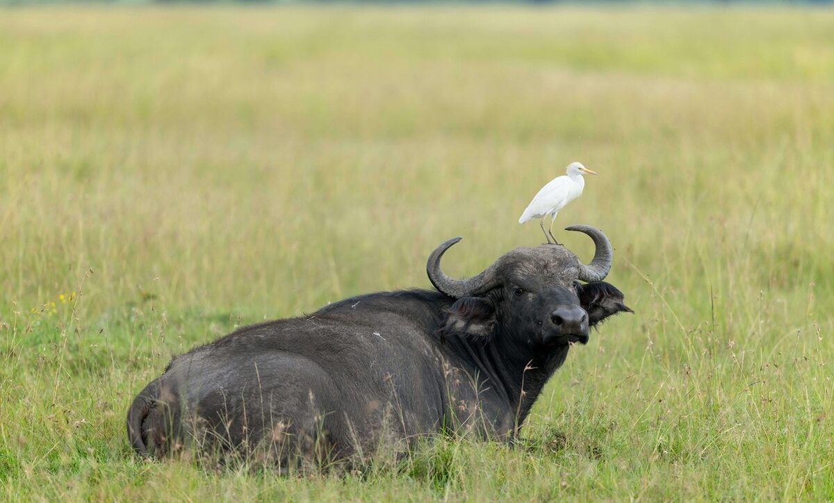 Buffalo spotted resting in Maasai Mara National Reserve