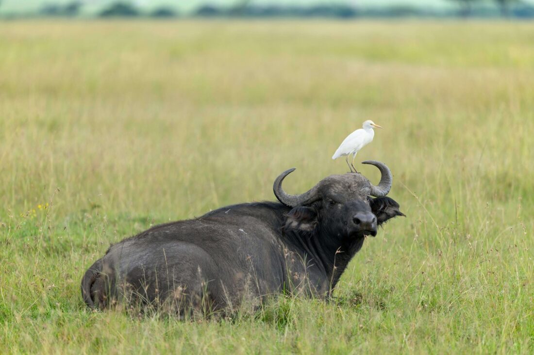 Buffalo spotted resting in Maasai Mara National Reserve