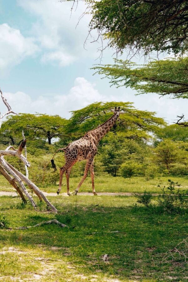 Giraffe at Tarangire National Park