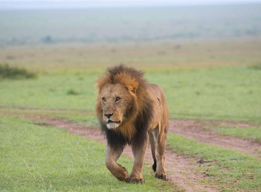 Lion in Masai Mara National Reserve