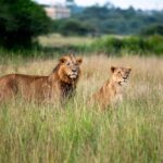 Lions spotted in Maasai Mara National Park