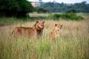Lions spotted in Maasai Mara National Park