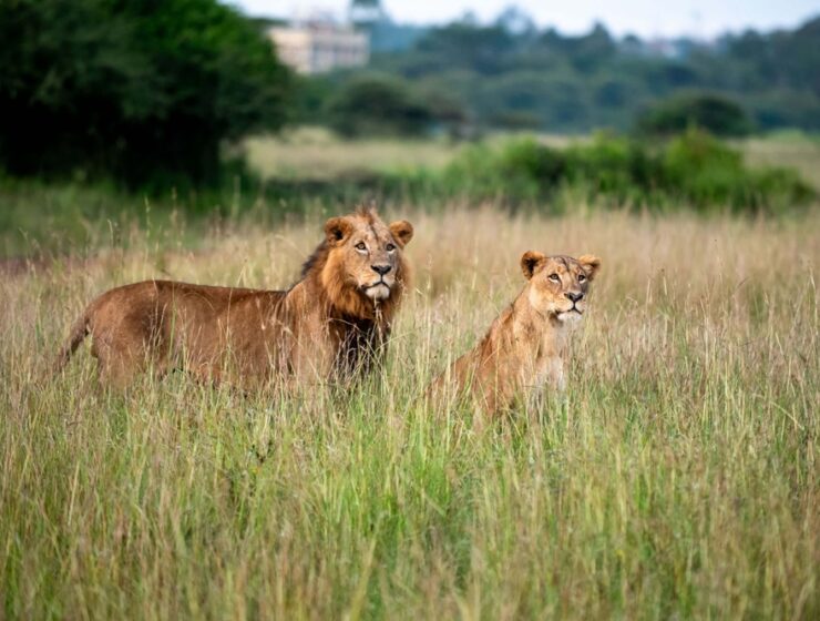 Lions spotted in Maasai Mara National Park