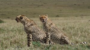 5 Days Tanzania Mid-Range Safari
