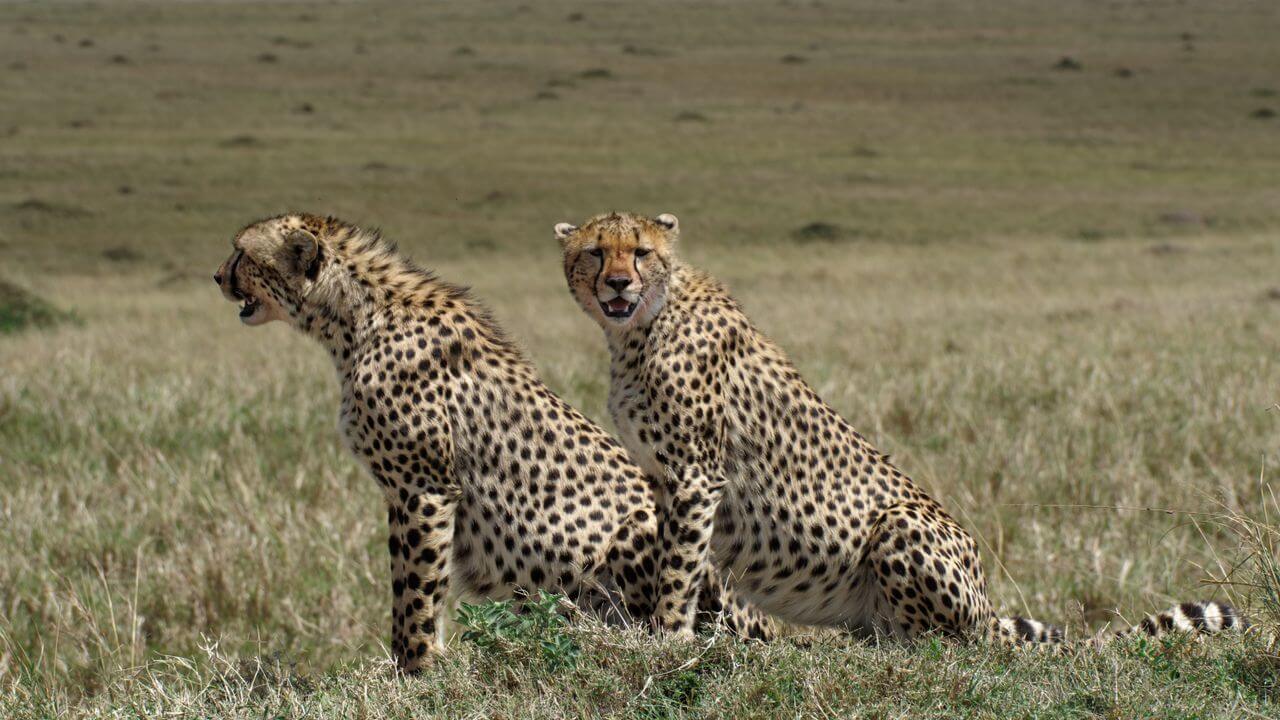 Cheetahs spotted on 5 Days Serengeti Midrange Safari