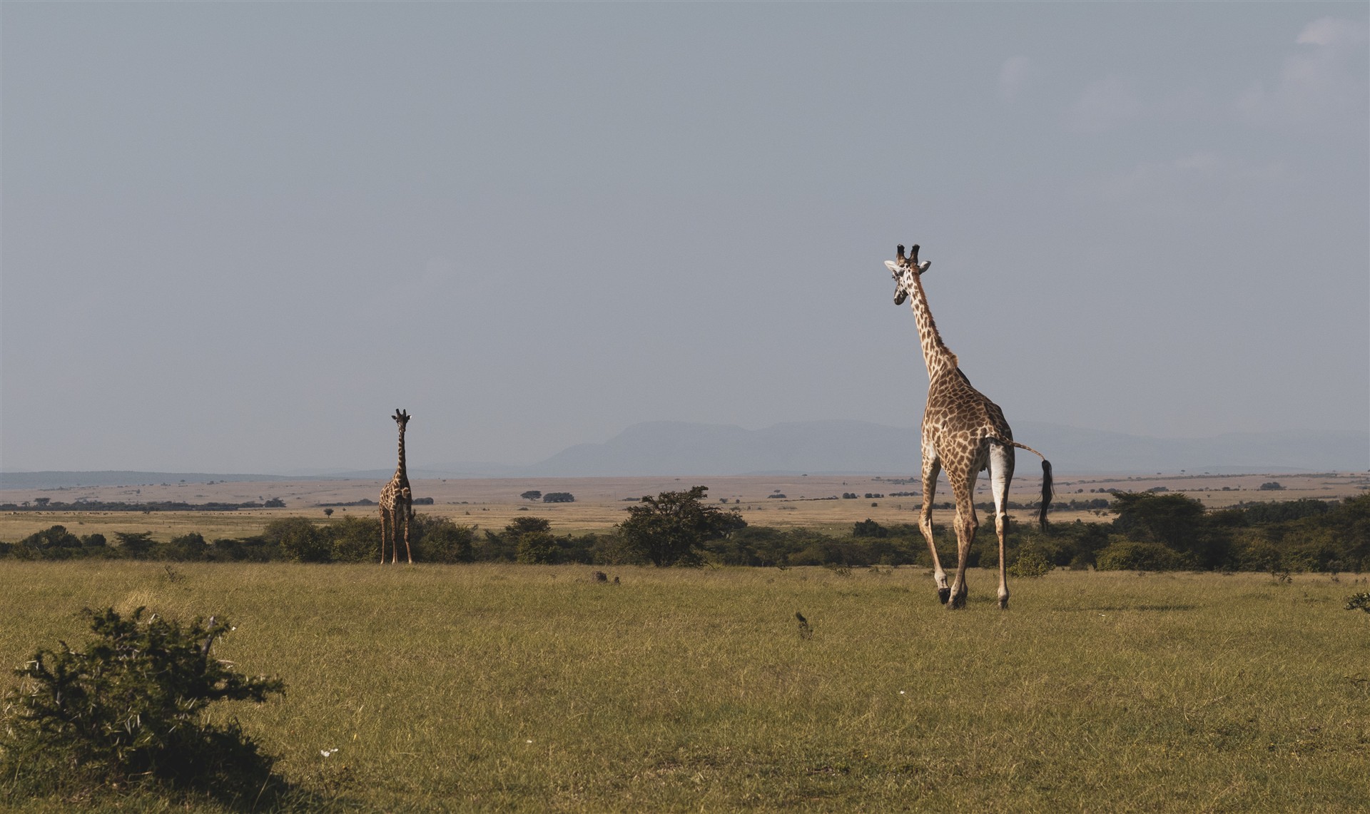 Watching giraffes at Lerai Safari Camp