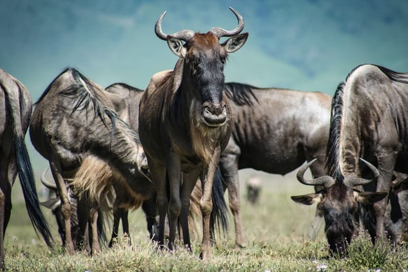 Watching wildebeests at Serengeti National Park 